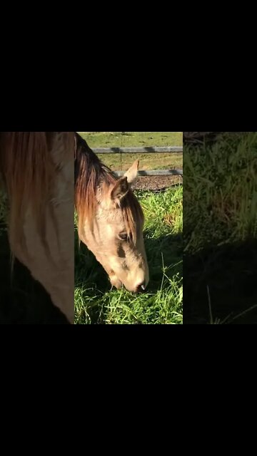 Just watching Arthur eat grass.