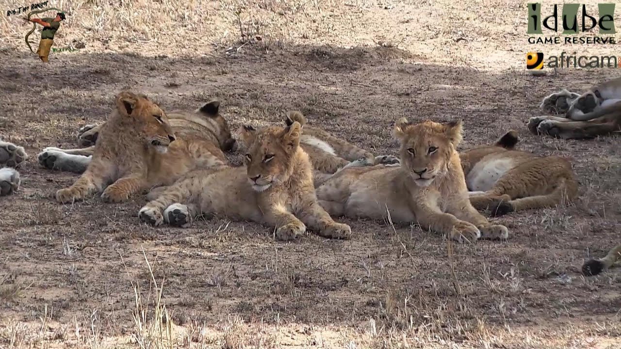 LIONS: Following The Pride 27: Back To Relaxing