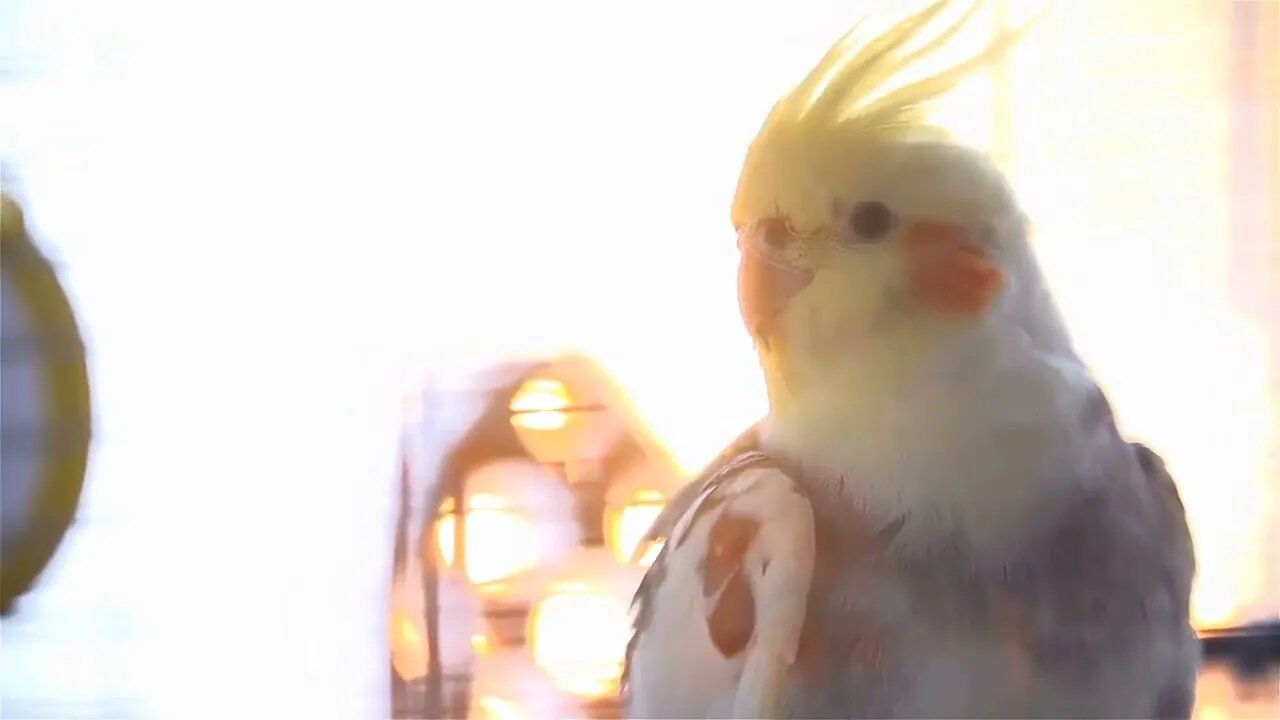 Cockatiel Bird At Sunset In Slow motion