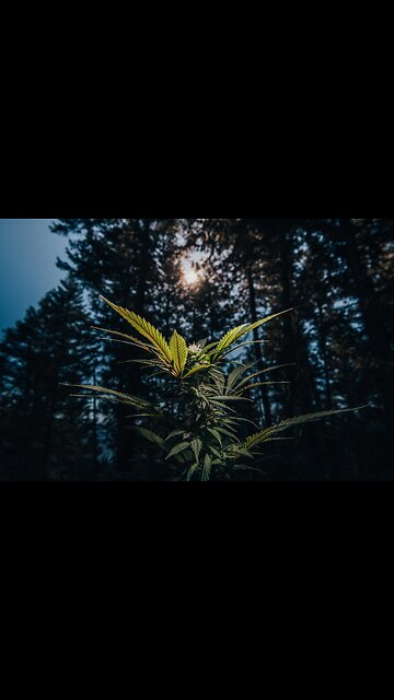 PoV - WHEN UR parents Visit ur College Home