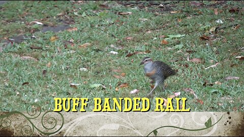 BUFF BANDED RAIL