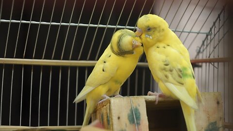 Love birds having kiss 😘 each other