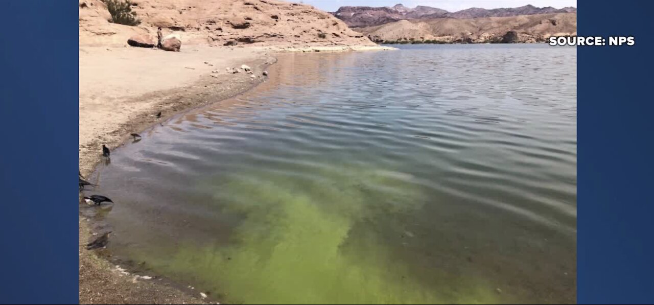 Toxic algae blooms detected at Lake Mead