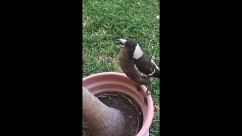 The whistling crow imitates the crowing of a rooster, quite convincingly