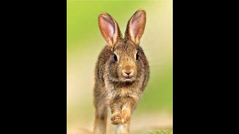 UPDATE | When I’m getting my rabbit and some more stuff I bought!