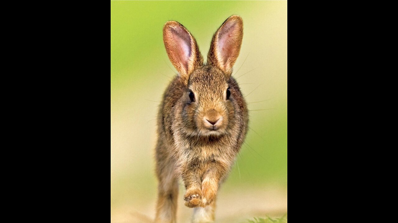 UPDATE | When I’m getting my rabbit and some more stuff I bought!