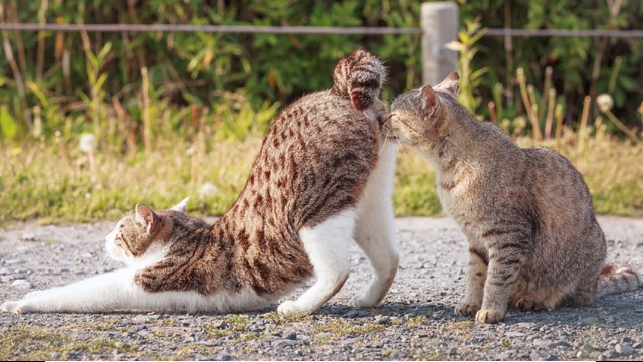 funny cats sniff another ass