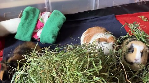 Guinea pigs in disguise