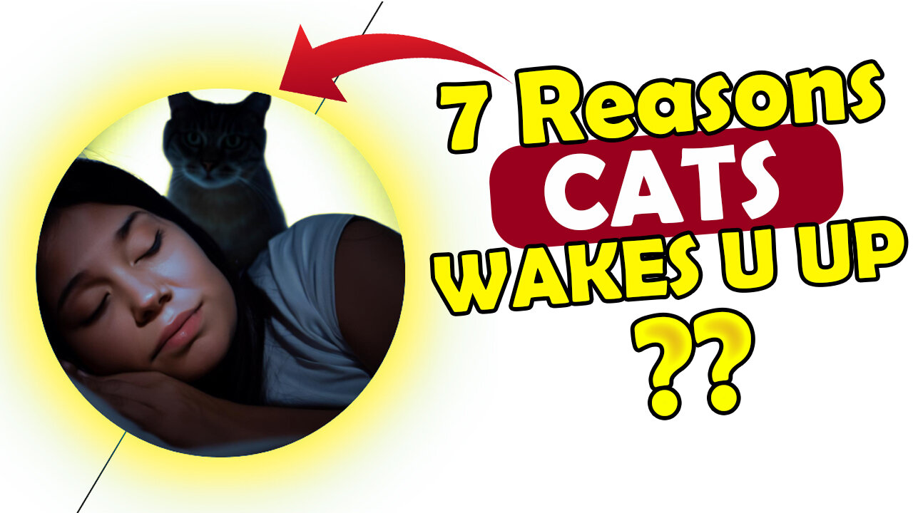 7 REASONS WHY YOUR CAT WAKES YOU UP IN MIDNIGHT?