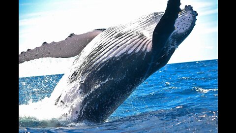 Why Do Whales Jump Out of the Water?