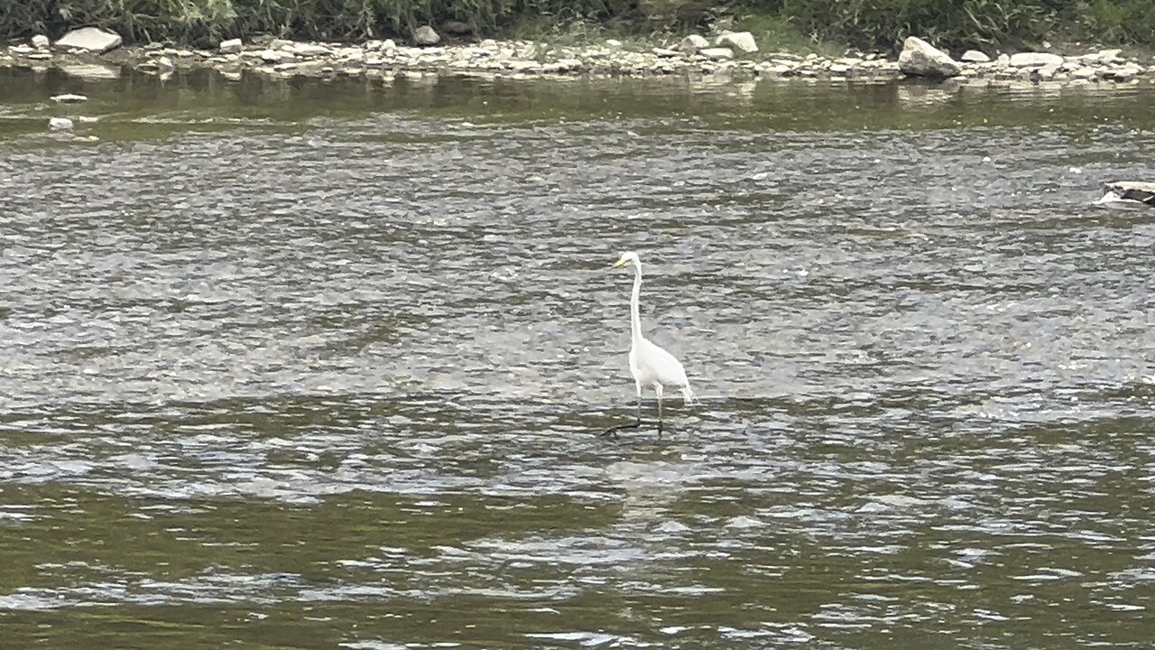 White Egret fishing
