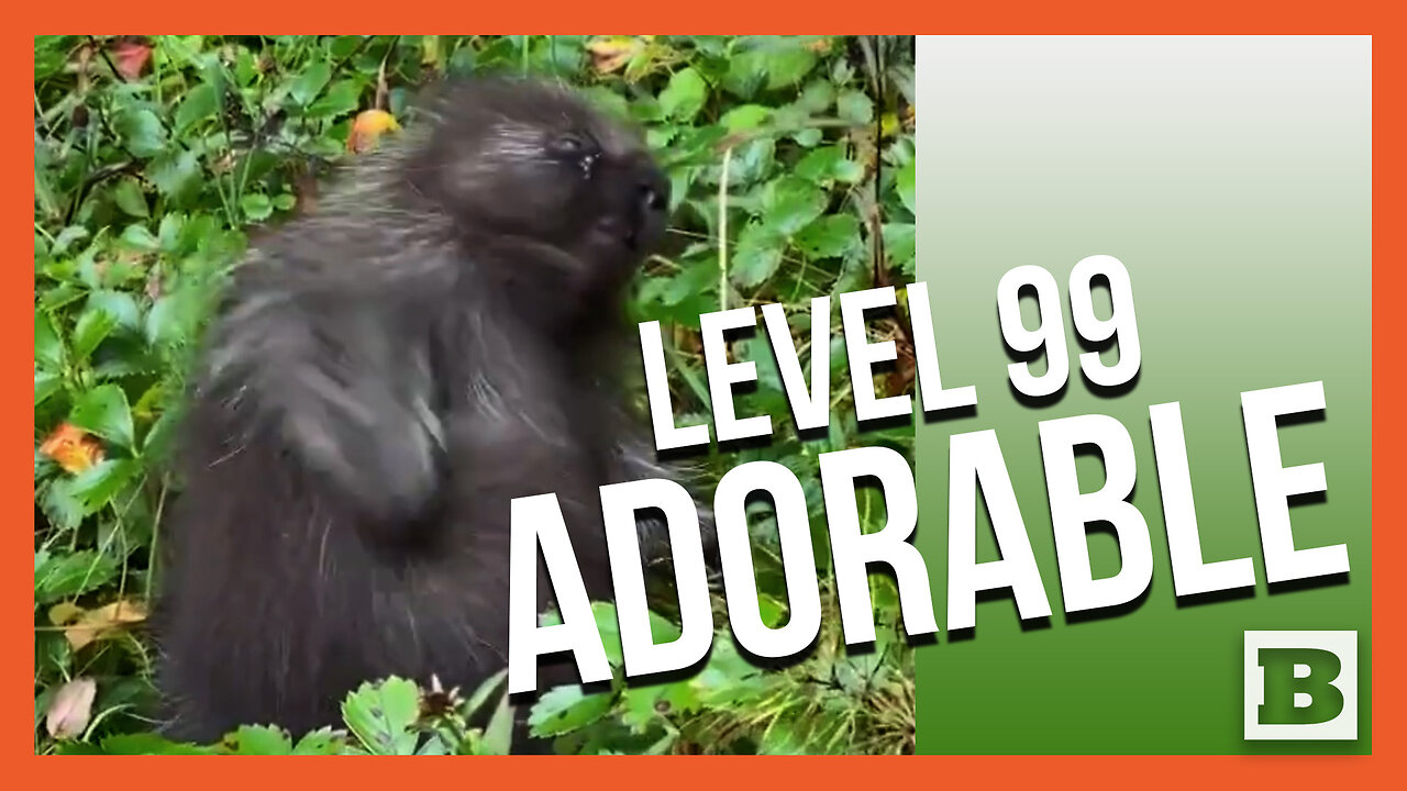 Baby Porcupine Shows Off High Level Cuteness While Scratching Belly