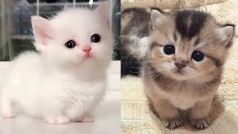 Fantast video 2022 Fonny Cats 😺😺 and Dogs dog 🐕 Part01