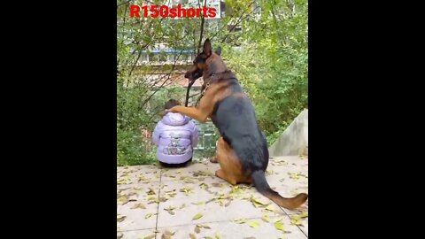 Dog love with Cute little little boy |#r150shorts |#youtubeshorts|#ytshorts |#animals