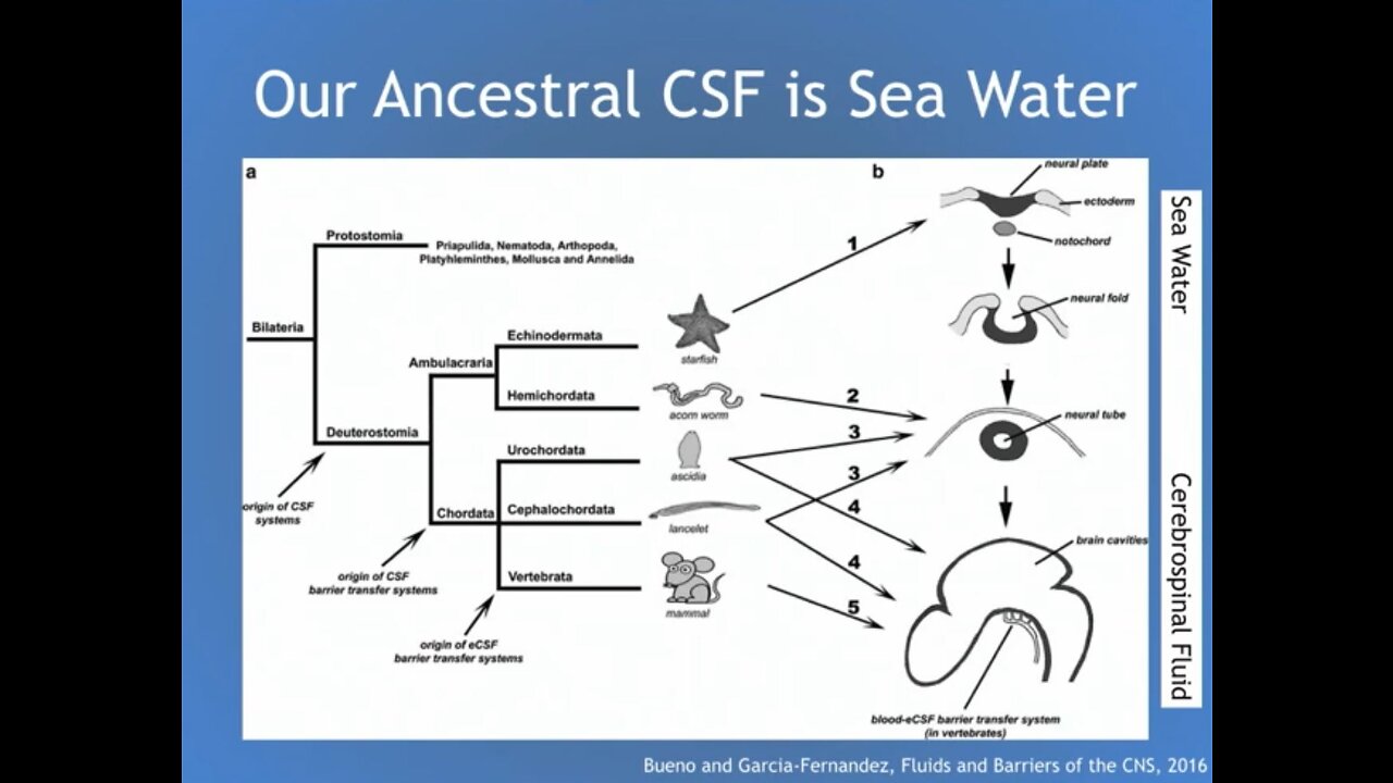 Your Spirit is your Cerebrospinal Fluid (Holy Water)