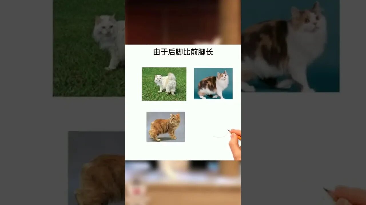 盘点独特的短尾猫品种第二弹！#萌宠#猫#猫咪#喵星人#短