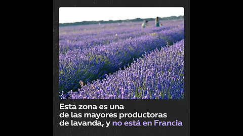 Campos de lavanda como en la Provenza