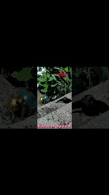 Cowbird Call #Shorts 🌞