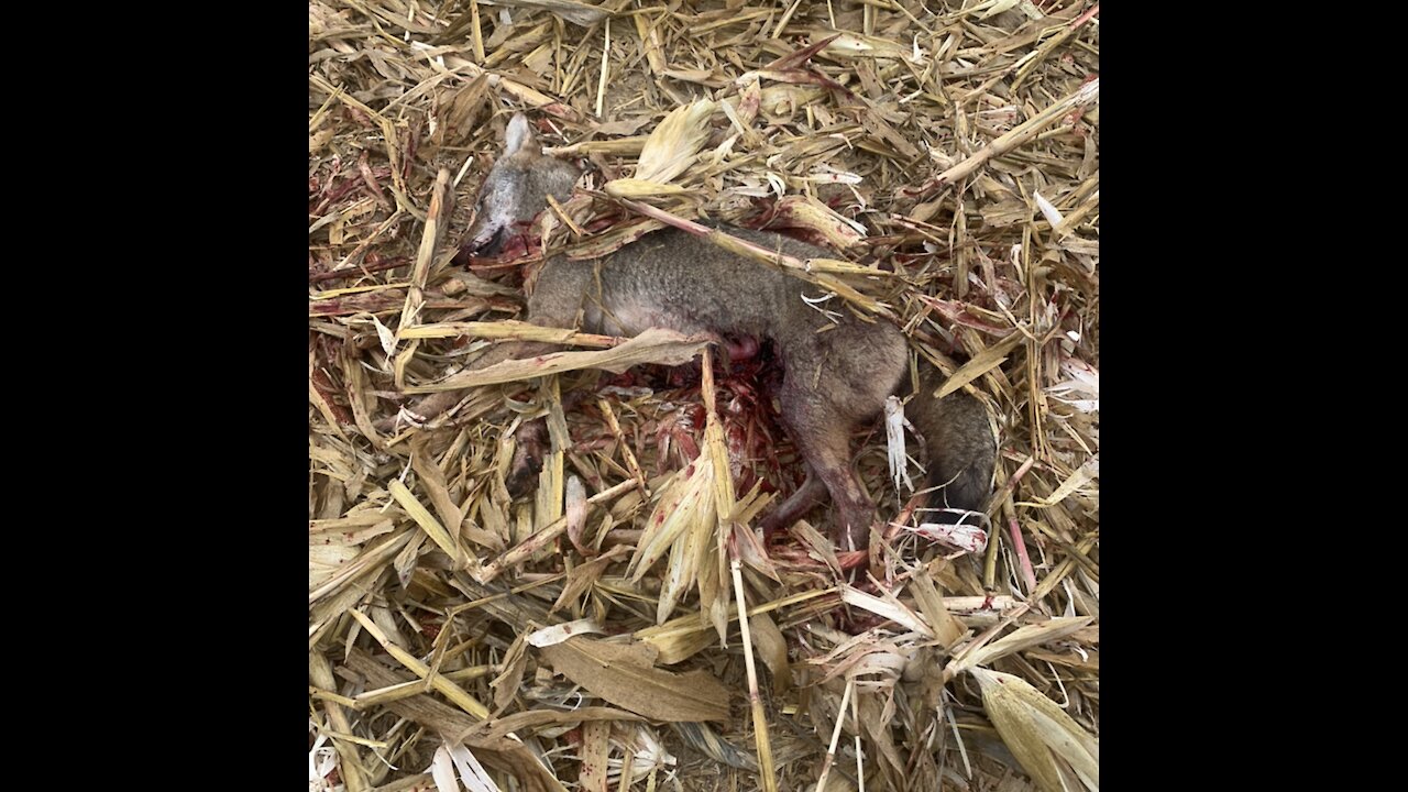 Legs up coyote down!