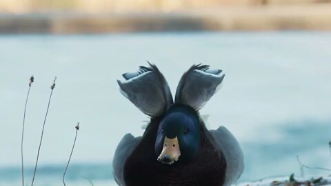 Duck on the ice freezing pond in winter due to snow