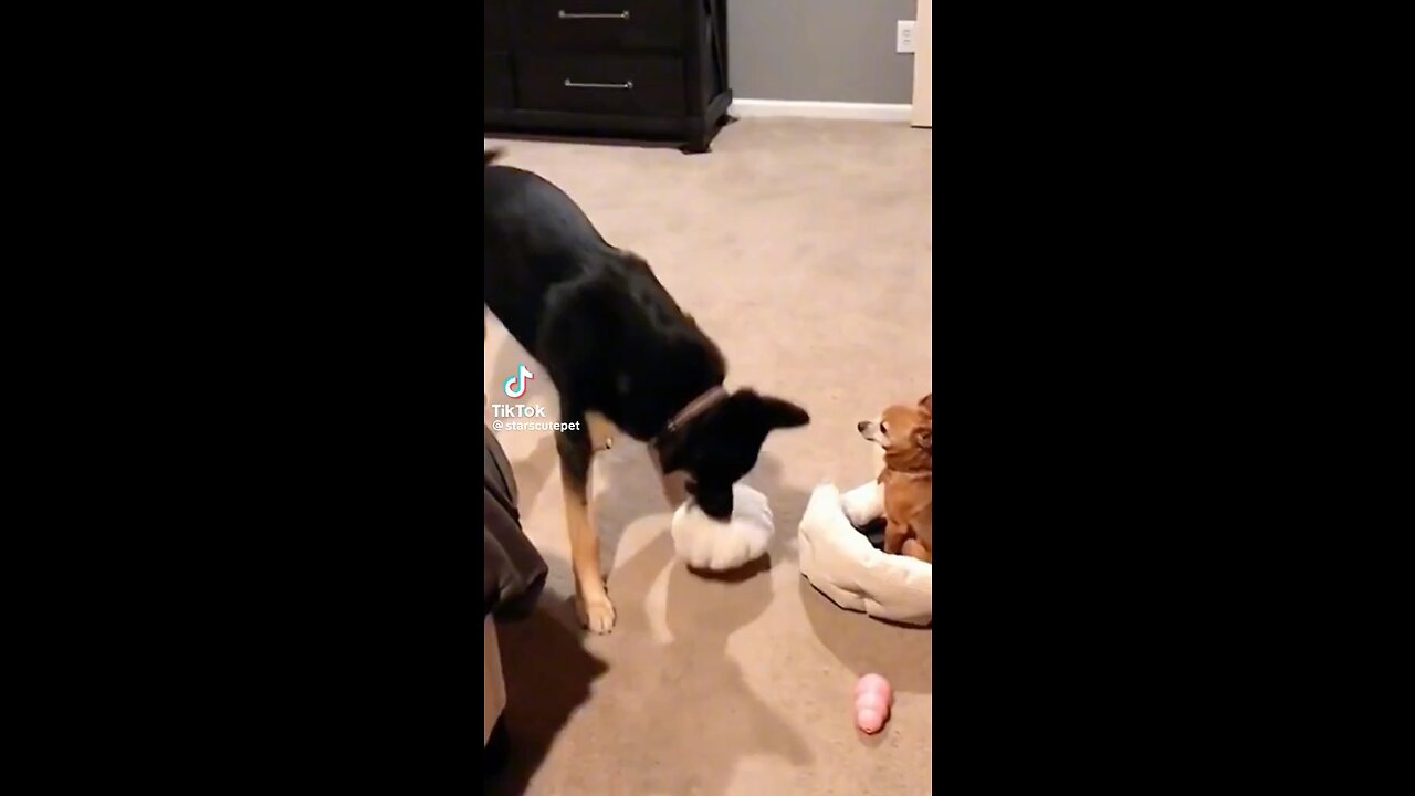 Funny Dog Compilation 😂🤣😂 | Funny | Dog | Entertainment