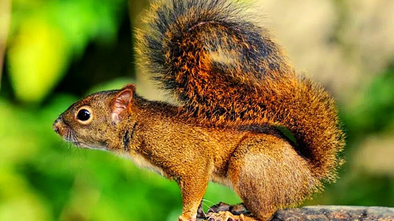 The cutest squirrel in the forest