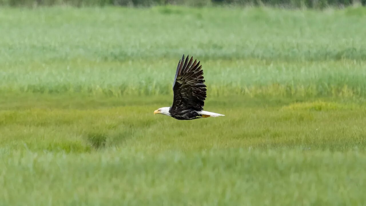 Low-Flying Bald Eagle, Sony A1/Sony Alpha1, 4k