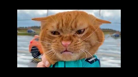 The Best Funny Cats 😹 And Dogs 🐶 Videos - Try Not To Laugh! 🤣