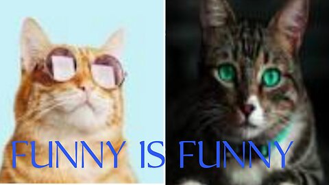 FUNNY CATS PART- 2