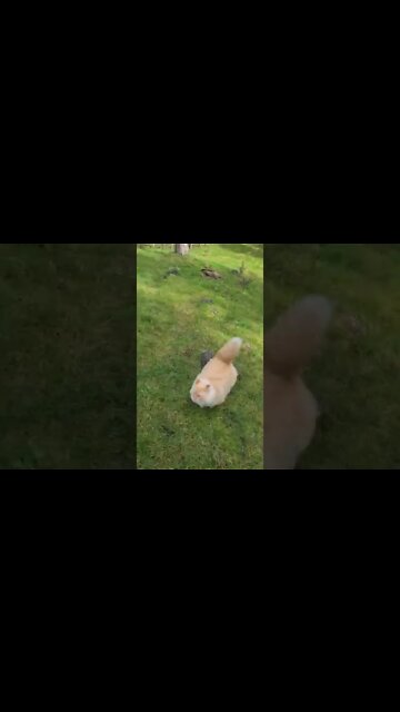 1Min Animal World #dogs #cats #pet