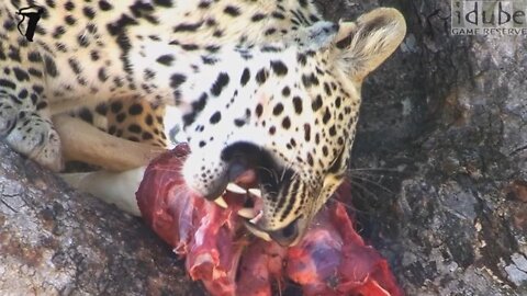 Young Leopard Feeds In A Tree