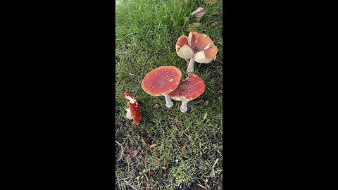 Amanita muscaria, AKA fly agaric