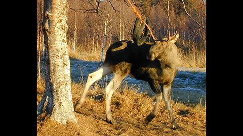 Moose stuck in a tire swing