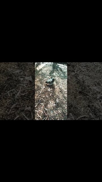 Good morning Silkies 28th November 2022