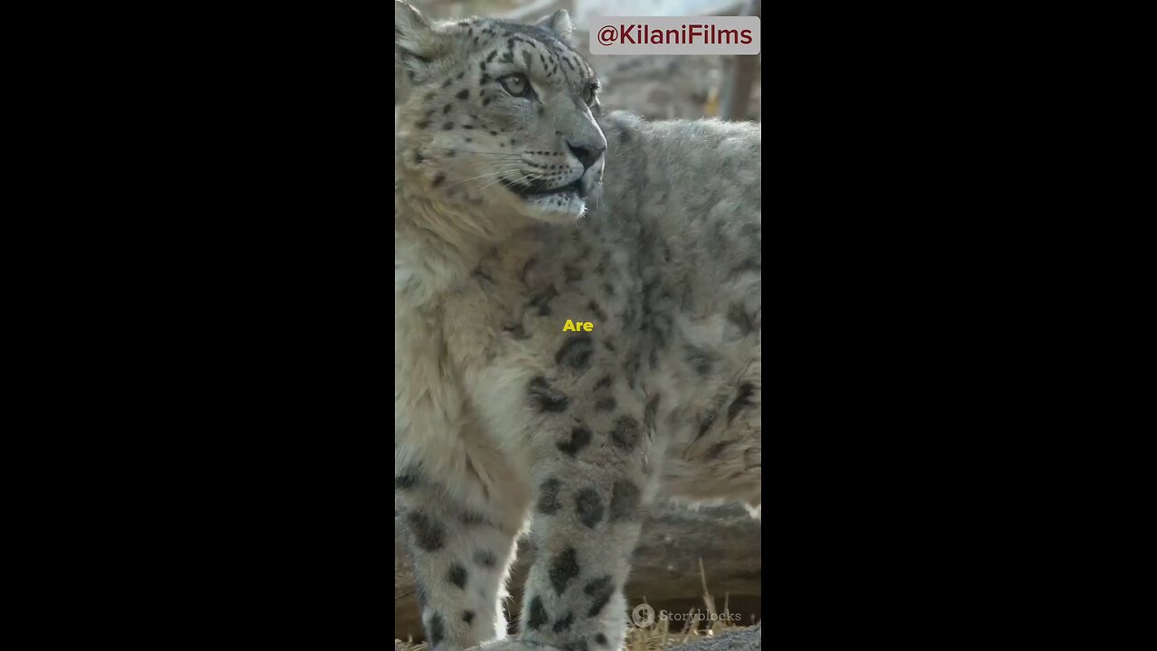 Incredible Snow Leopard Facts That Will Surprise You!