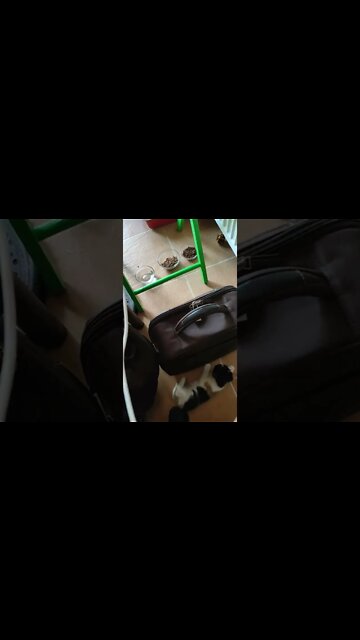 Baby Cat Falls - Cutest Video You'll Ever See!😄#funny #cat #cats #fall