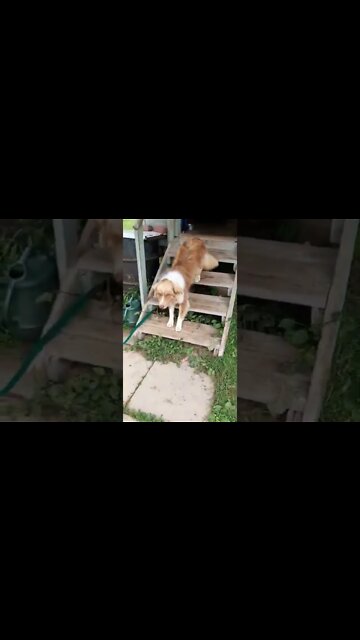 #australiansheppardmix #ohhighbud #strangedanimal