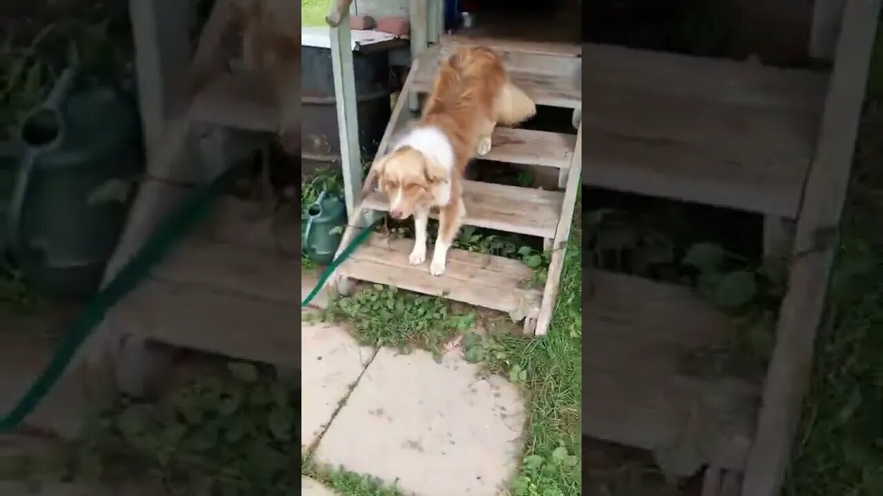 #australiansheppardmix #ohhighbud #strangedanimal