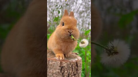 Cute bunny eat dandelion😉 #shorts #cute #bunny