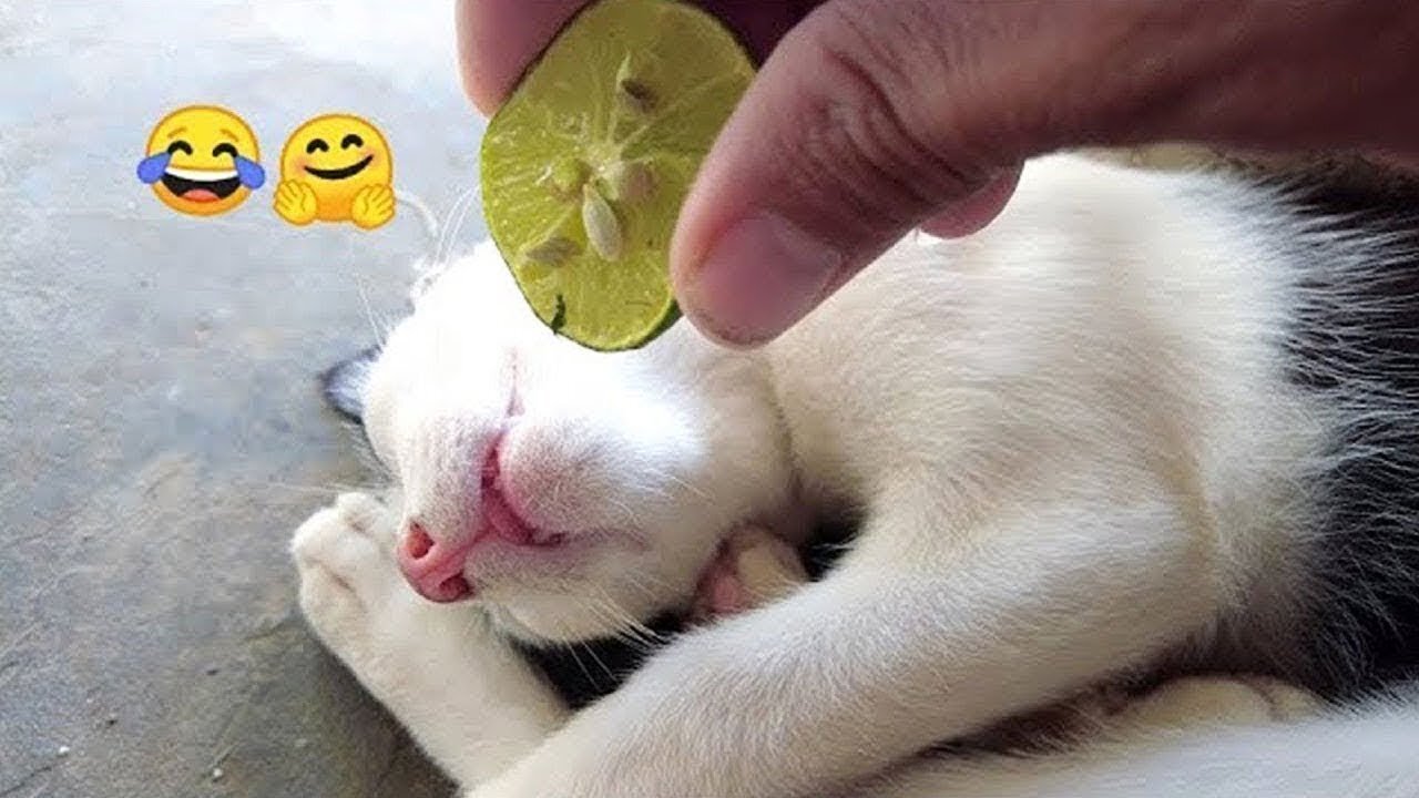 New Funny Animals 😂 Funniest Cats and Dogs Videos 😺🐶 Part 1