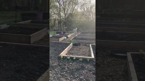 Based vibes #gardening #homestead #family
