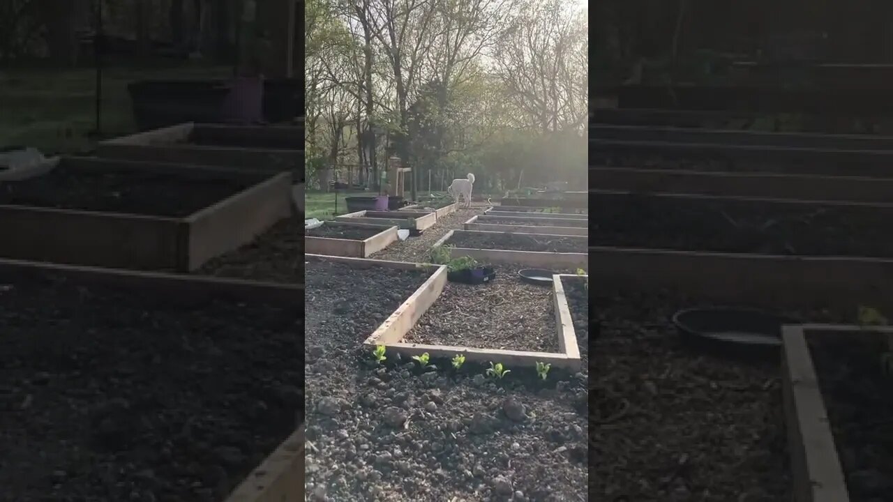 Based vibes #gardening #homestead #family