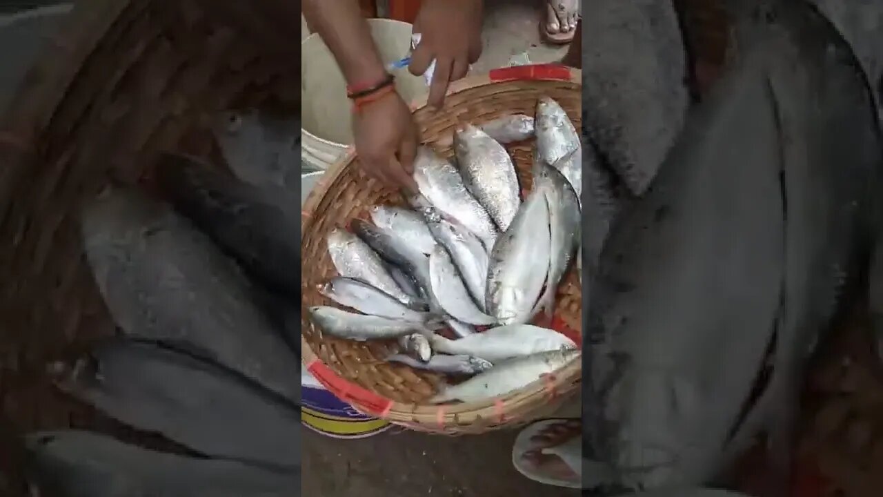 ইলিশ মাছ পাইকারি বিক্রি । #Shorts #viral #shortvideo #prismlivestudio #subscribe