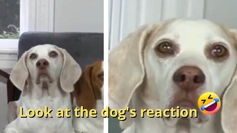 look at the reaction of the dog, when listening...