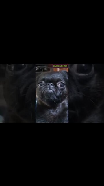 Os cães e gatos mais engraçados e fofos. #shorts