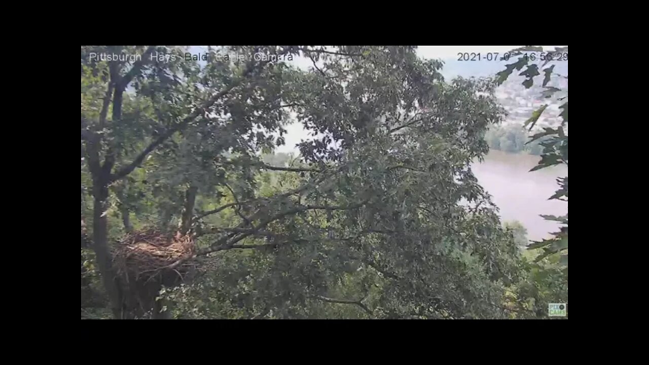 Hays Eagles flyby over the Monongahela River 2021 07 05 16:56:27