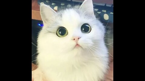 My cat gave birth to two cute kittens