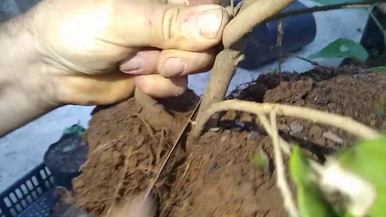 clonagem de frutíferas com essa técnica você vai colher frutos mais rápido