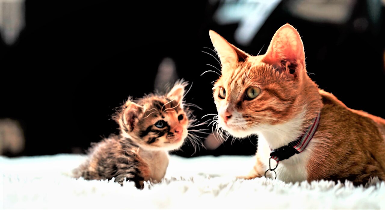 Playful Playing Cats and baby