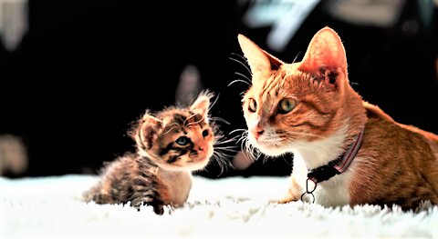 Playful Playing Cats and baby